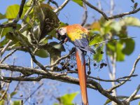 scarlet macaw Ara macao 