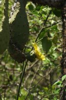 Cactus in flower