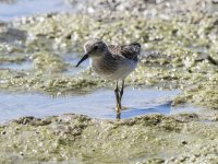 sandpiper Calidris sp. 