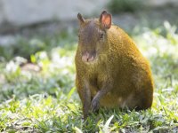 Central American agouti Dasyprocta punctata 