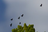 longhorn moths in flight