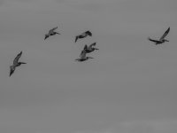 brown pelican Pelecanus occidentalis 