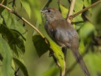 pale-breasted spinetail Synallaxis albescens 