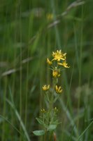 Hairy St John's-wort Hypericum hirsutum