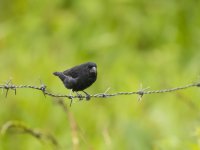 male thick-billed seed finch Sporophila funerea 