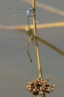 Emerald Damselflies on Soft Rush 