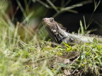 green iguana Iguana iguana 