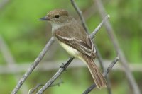 Galapagos Flycatcher