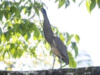 bare-throated tiger heron Tigrisoma mexicanum 