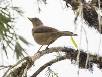 clay-colored thrush Turdus grayi 