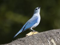 blue-gray tanager Thraupis episcopus 