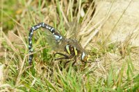 Common Hawker 