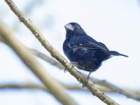 male thick-billed seed finch Sporophila funerea 