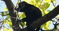 mantled howler Alouatta palliata 