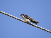 blue-and-white swallow Pygochelidon cyanoleuca 