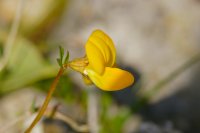 Common Bird's-foot Trefoil