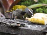 Buff-throated saltator Saltator maximus 