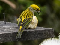 silver-throated tanager Tangara icterocephala 