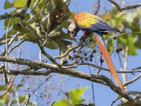 scarlet macaw Ara macao 