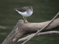 spotted sandpiper Actitis macularius 