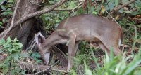 Central American red brocket Mazama temama 