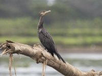 neotropic cormorant Nannopterum brasilianum 