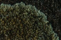 Lecanora muralis (detail)