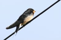 Swallow