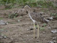 double-striped thick-knee Burhinus bistriatus 