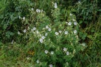 Geranium pratense