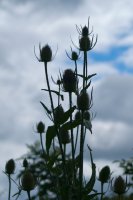 Wild Teasel