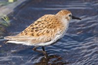 Dunlin