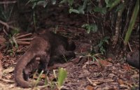 Jaguarundi