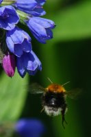 Tree bumblebee Bombus hypnorum