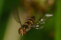 Marmalade Hoverfly Episyrphus balteatus