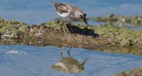 sandpiper Calidris sp. 