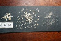 spraint sample 3