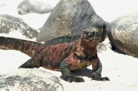 Marine Iguana