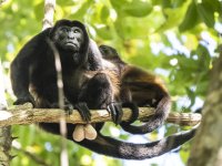 mantled howler Alouatta palliata 