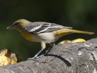 female Baltimore oriole Icterus galbula 