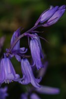 Bluebell Hyacinthoides non-scripta