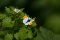 Orange-tip Anthocharis cardamines