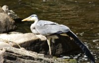 Grey heron (Ardea cinerea)