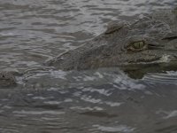 American crocodile Crocodylus acutus 