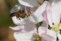 honey bee Apis mellifera