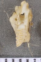 sample L1