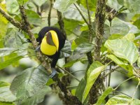 chestnut-mandibled toucan or Swainson's toucan Ramphastos ambiguus swainsonii 