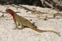 Lava lizard