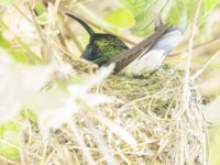 lesser violetear Colibri cyanotus cabanidis 