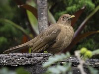 clay-colored thrush Turdus grayi 